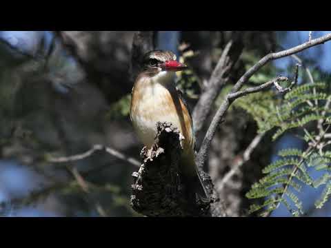 Knysna Bird Watching Tour