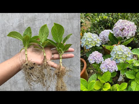 , title : 'Hydrangea cuttings take root super fast with this method'
