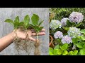 Hydrangea cuttings take root super fast with this method