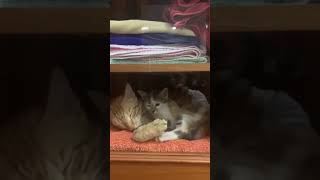 Cats in the cupboard 🤟