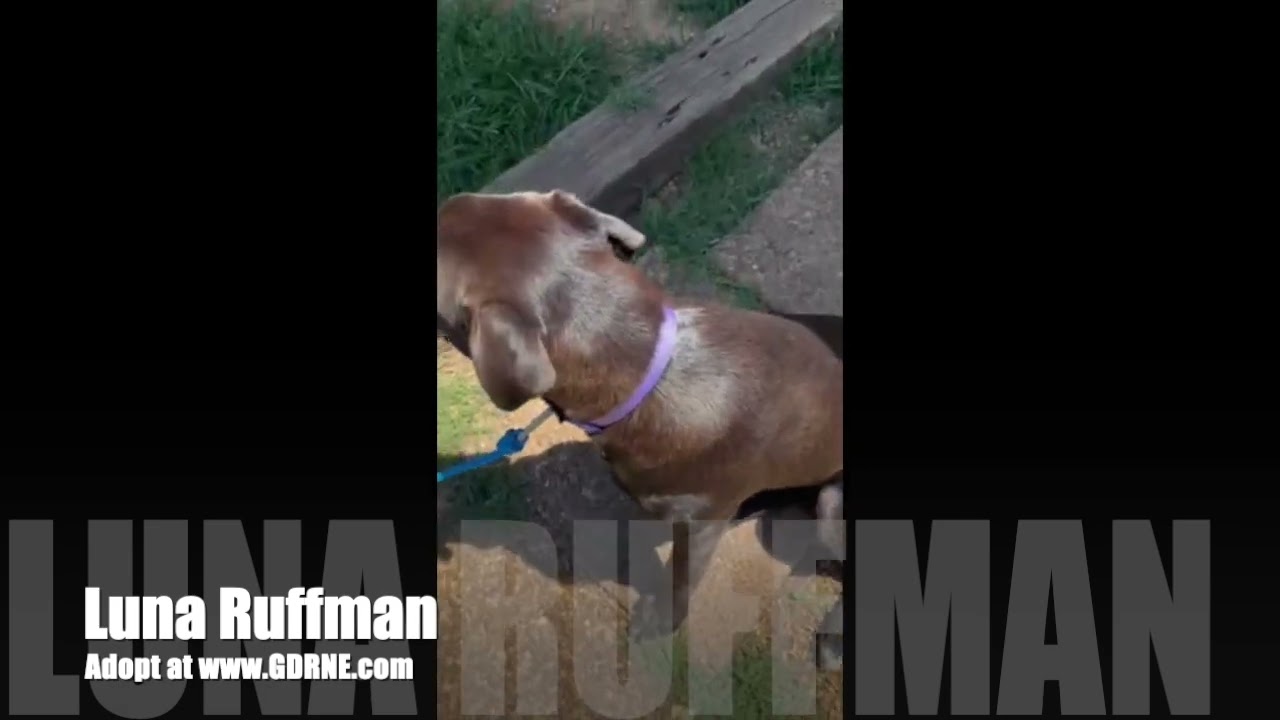 Enlarge Luna Ruffman, a Adoptable mixed breed in Woburn, MA video 5/5