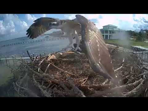 Osprey Chick   Younger sibling hovering - day 55