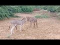 Animals Off Tharparkr Donkeys Mating