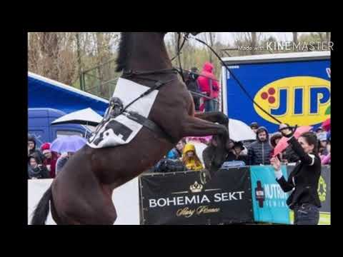 Králové 129.Velké Pardubické: Theophilos a Josef Bartoš!