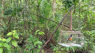 Download lagu Belum lagi musimnya #muraibatu  #kakipikat mp3