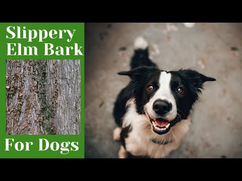 Slippery Elm Bark For Dogs Benefits and Uses