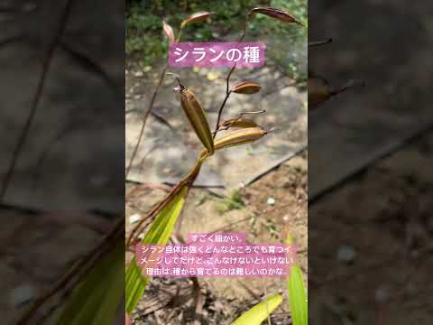 自然薬局：薬草園に絶対に入れておきたい、自分を癒す20の植物  庭園