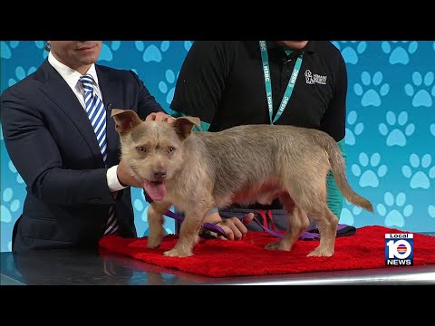 Adopt A Pet: Meet Vader - YouTube