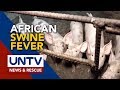 Chinese scientists make breakthrough in cure for African Swine Fever