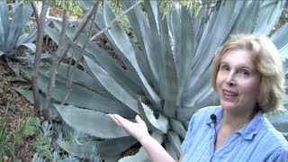 What You MUST Know About Century Plants (Agave americana)