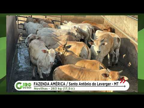 NOVILHAS NO PROTOCOLO 1953 PASSAM DE 17@ EM MT; SAIBA MAIS