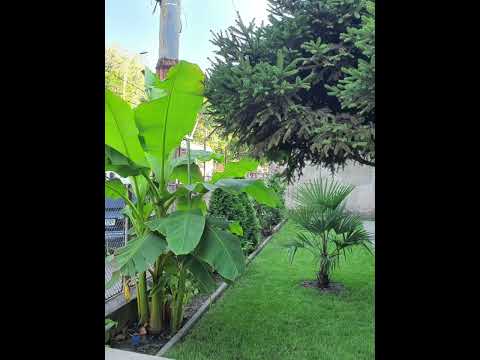 Gradina Exotica in Bucuresti-Before and After 2020-2023 # By Dan Moisescu