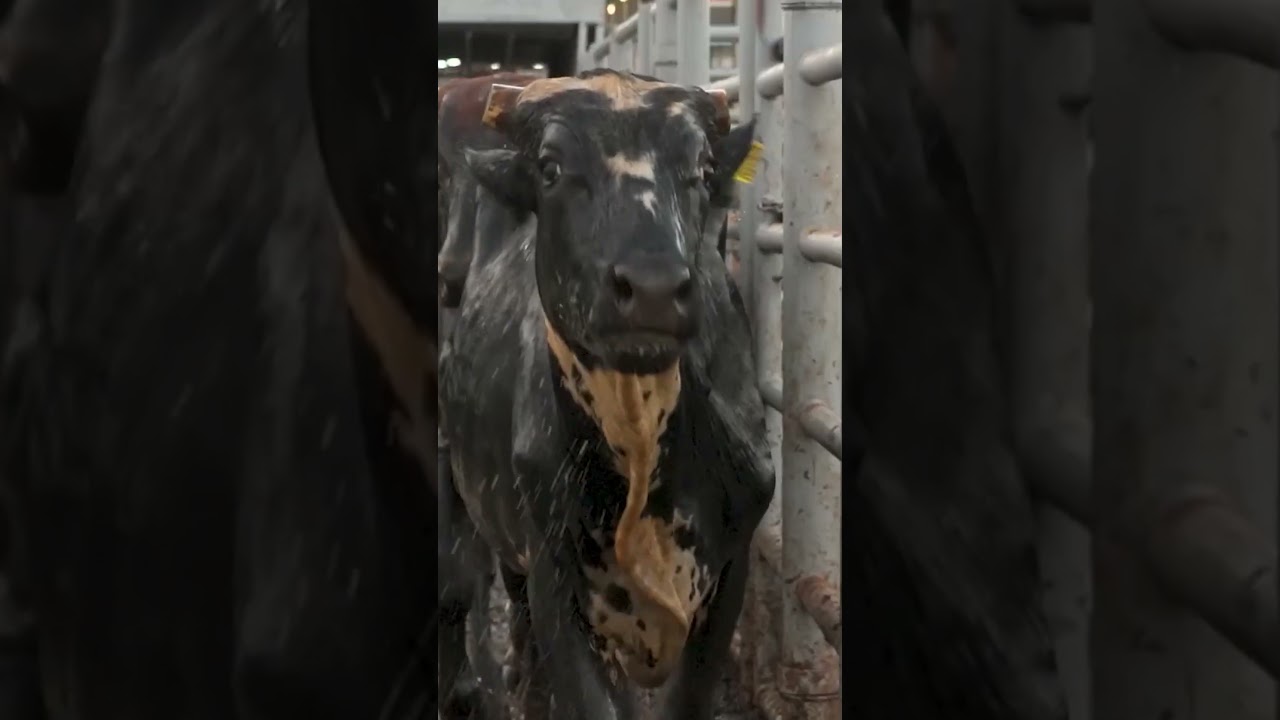 Agricultura les desea un próspero año 2026🥂🌟