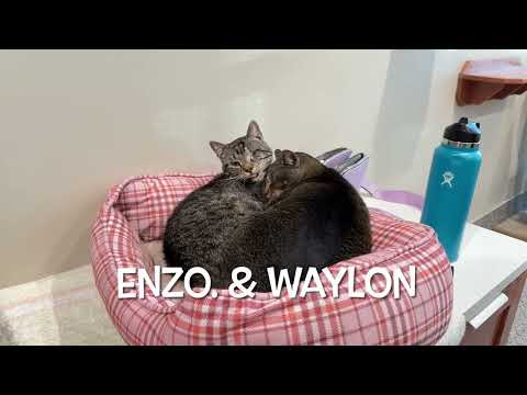 It's the Friday Kitty Cats at the Furkids Animal Shelter & Rescue!  Furkids.org