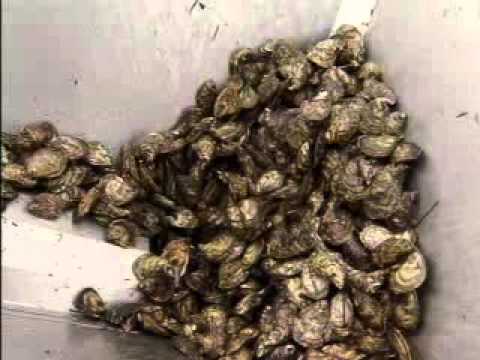 HBTV-39: La Maison Beausoleil Inc.