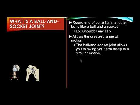 What are joints? their types? Do they allow us to move?
