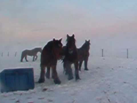 van de klundert trekpaarden