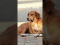 Reconocen a perrito caramelo como raza mexicana