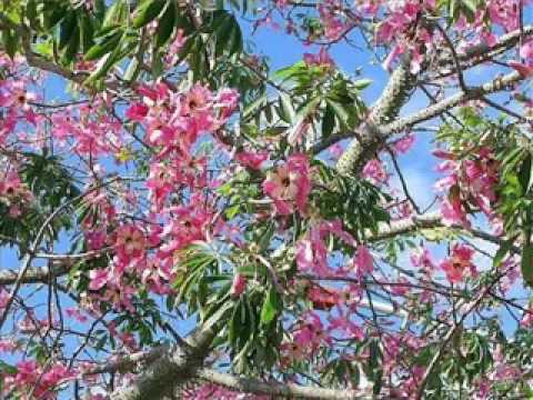 Che kamba resa jajai..Hilarion Correa