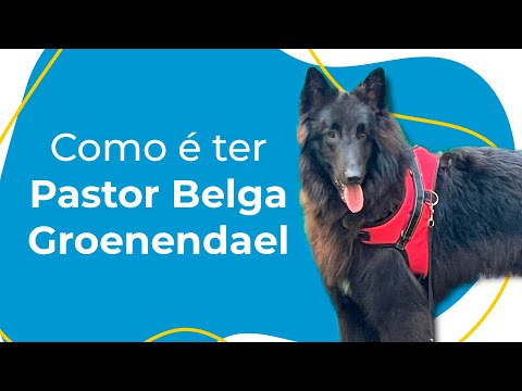 Pastor Belga Groenendael: saiba tudo sobre esse Pastor Belga