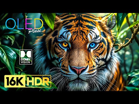 Amazing 16K Video - Dolby Vision HDR (4K Video ULTRA HD) 120 fps