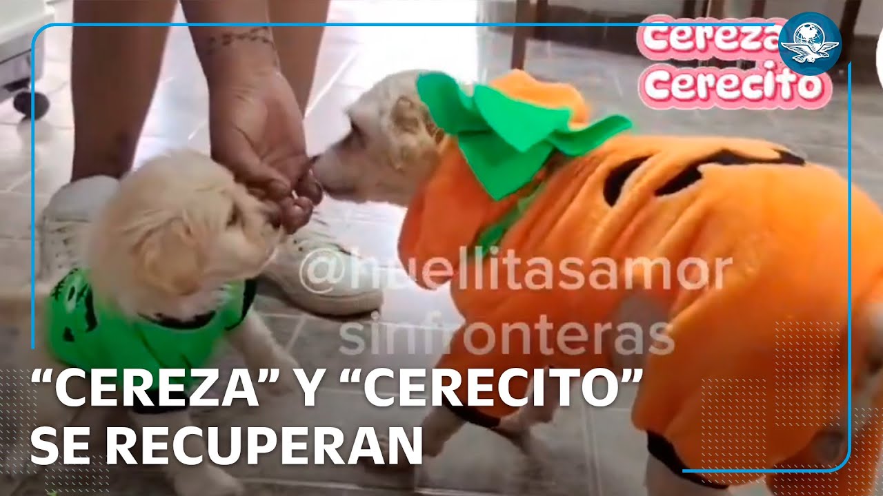 ¿Qué pasó con Cereza y Cerecito tras la explosión en el Puente de la Concordia?