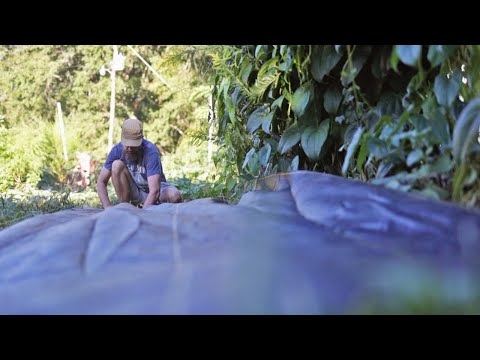 5 Easy Ways to Kill Weeds and Start a Garden (Plus a Bonus Method!)