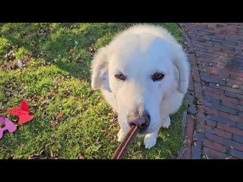 Palaus 12. Geburtstag