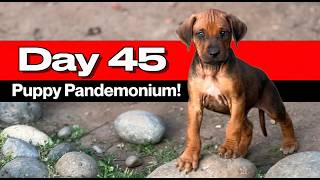 Video preview image #8  Breeder Profile in FRESNO, CA, USA