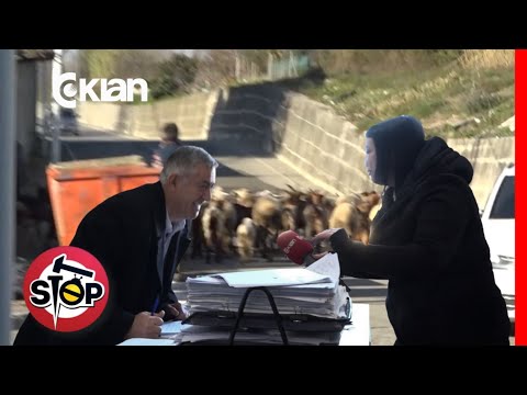Stop-700 zyrtarë për një tufë dele, premtojnë largimin e bagëtisë nga qendra e banuar -9 Janar 2026