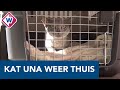 Verdwaalde kat Una weer herenigd met Schotse baasjes - OMROEP WEST
