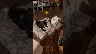 Video preview image #1 Australian Shepherd-Unknown Mix Puppy For Sale in Estherville, IA, USA