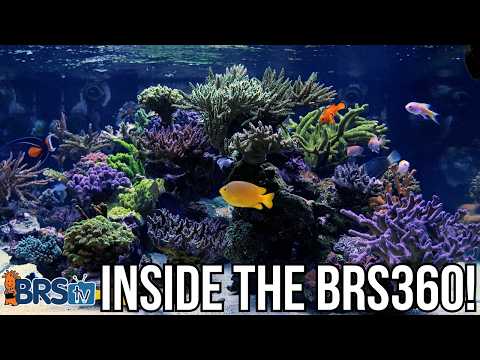 Step Into the BRS 360 – Our 360-Gallon Reef Tank