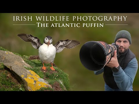 Atlantic Puffin - Saltee Islands, Irish Wildlife Photography
