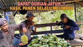 Download lagu DAPAT DURIAN JATUH..!! HASIL PANEN SELALU MELIMPAH mp3