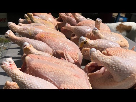 How to PROCESS a CHICKEN.  YARD BIRD PLUCKER review!