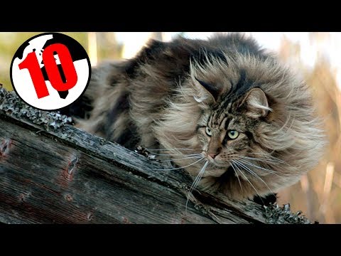 10 NAJDZIWNIEJSZYCH RAS KOTÓW 