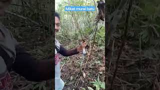 Download lagu mikat murai batu di hutan. mp3
