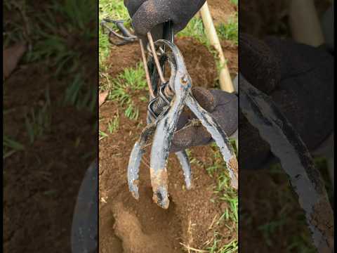 The Best Mole Trap, and a Tutorial #mole #pestcontrol #homestead #hack #diy #tutorial #yard