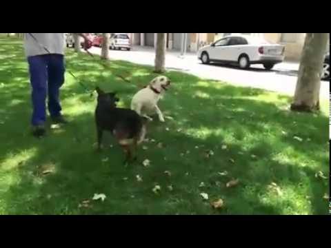 El primer paseo de Amel en su casa de acogida