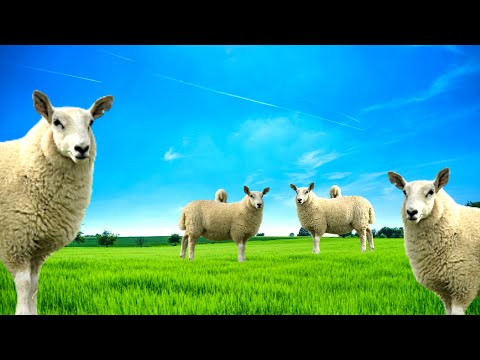Som de ovelha -som de ovelha berrando - som de ovelha gritando mp3🐑🐑🐑🐑