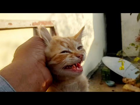 Funniest Cats 🐱 -Don't try to hold back Laughter 🤣