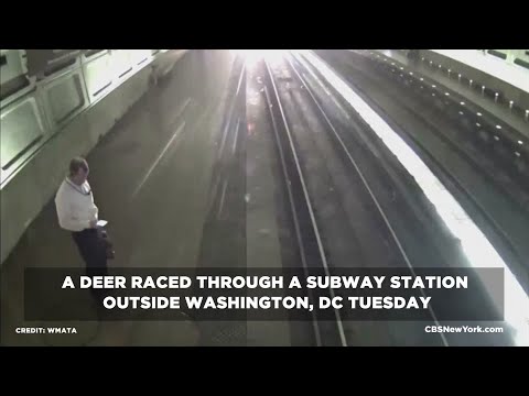 One Wild Commute: A Deer In D.C. Area Subway