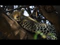 5 Ways Big Cats Are Just Like Small Cats | Planet Earth III