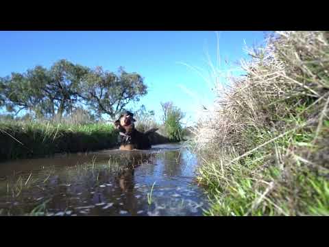 Relaxing music ||Dogs love|| beautifull dogs