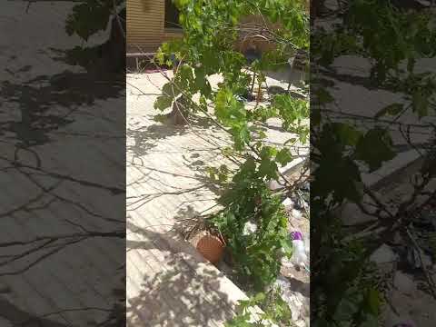 ۱۲ ژوئن ۲۰۲۵