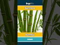 bamboo - bambú video thumbnail