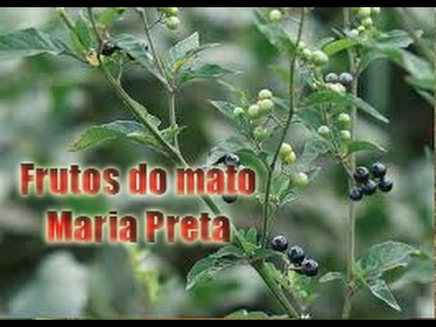 , title : 'MARIA PRETA, PLANTAS DO MATO'