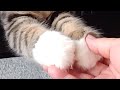 Double Paws He Trusts Me