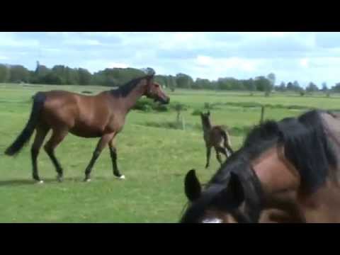 Fohlen 2015 - Zirocco Blue and Calido